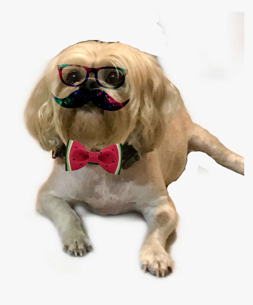 #fiestamexicana - Pug, HD Png Download
