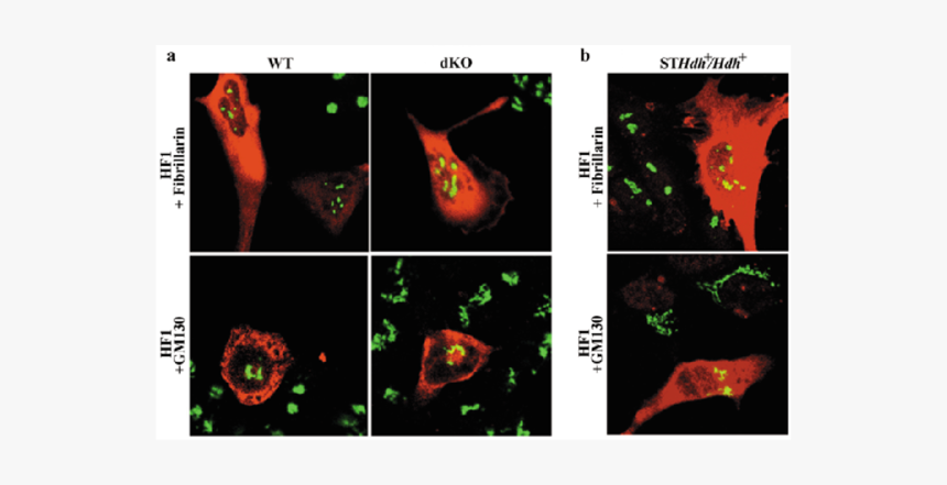 Screenshot, HD Png Download