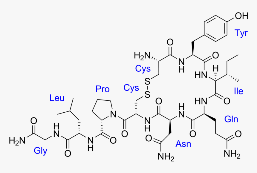 Estructura De La Oxitocina, HD Png Download