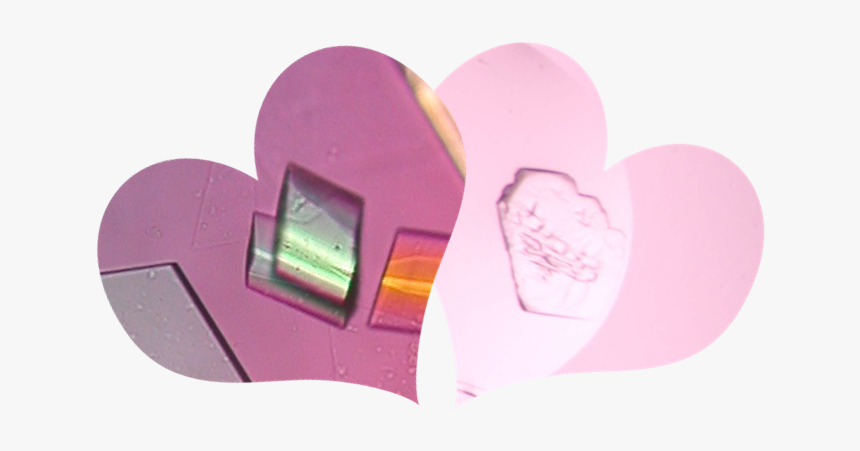 Heart, HD Png Download