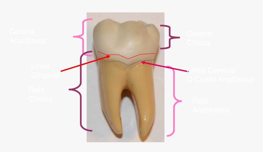 Tongue, HD Png Download
