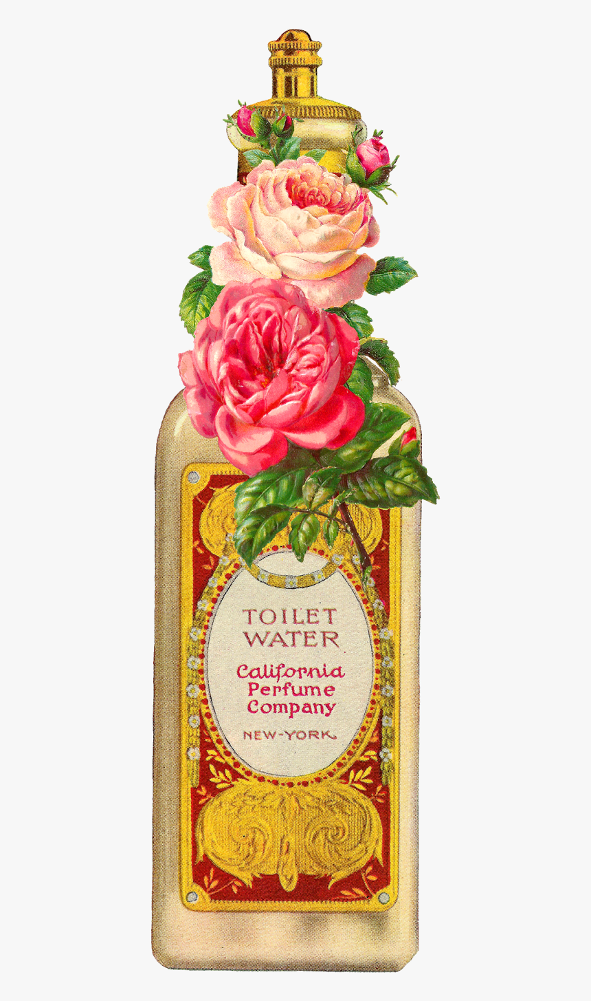 Garden Roses, HD Png Download