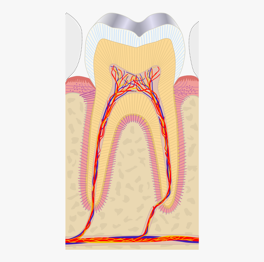 Dental Pulp Cap, HD Png Download