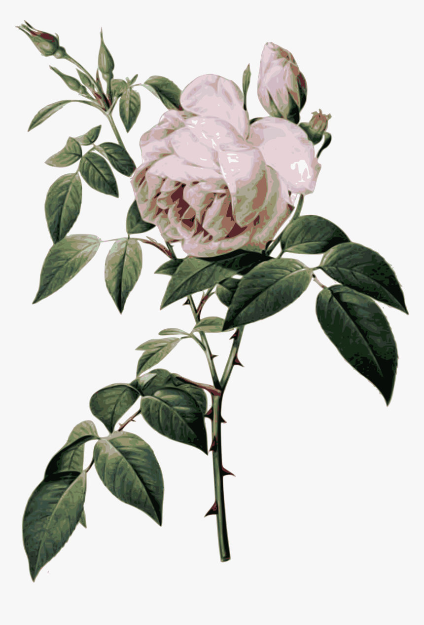 Rose Botanical Illustration , Png Download - Rose Botanical Chart, Transparent Png