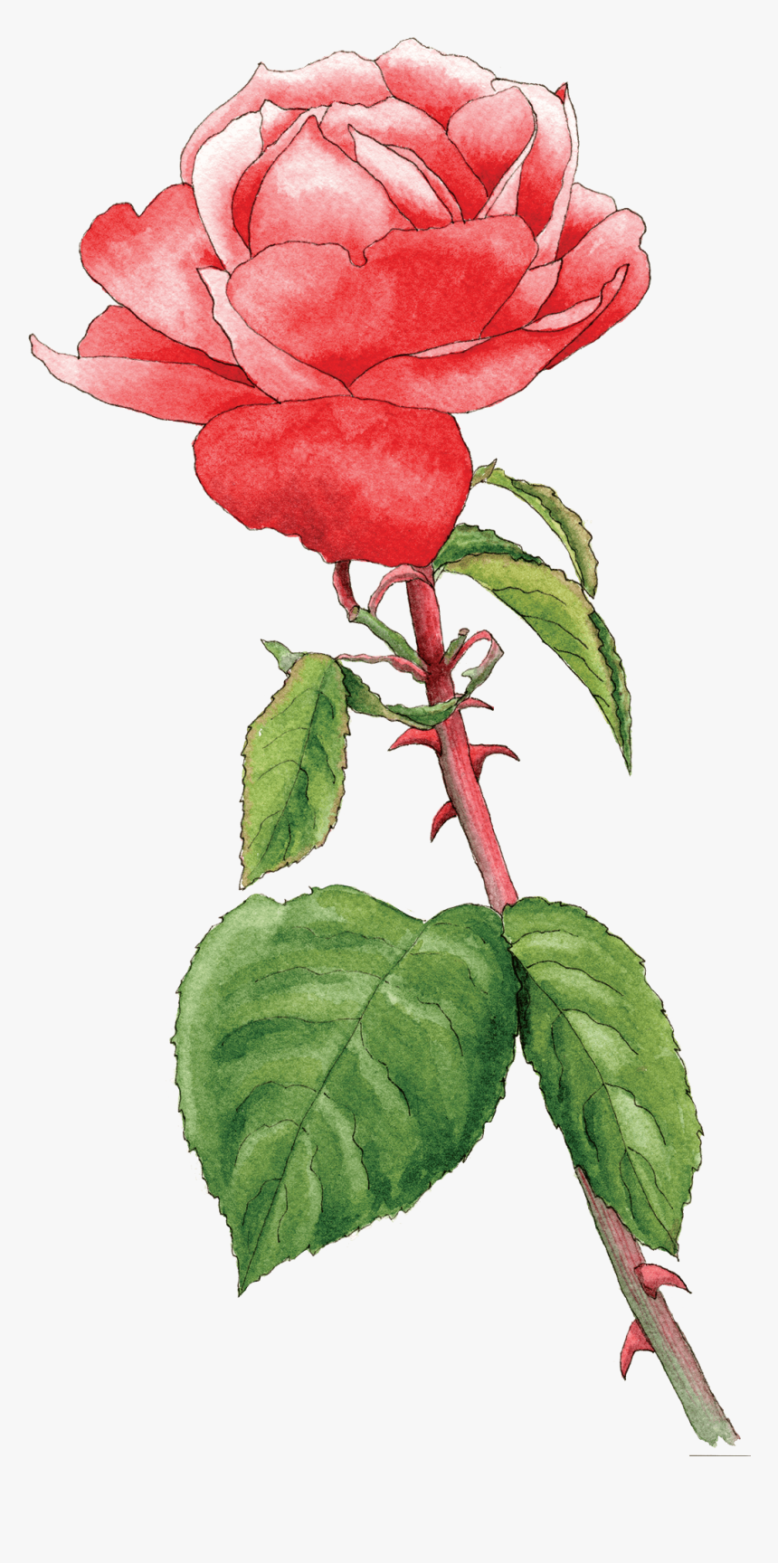 Rose Hot Chocolate - Hybrid Tea Rose, HD Png Download