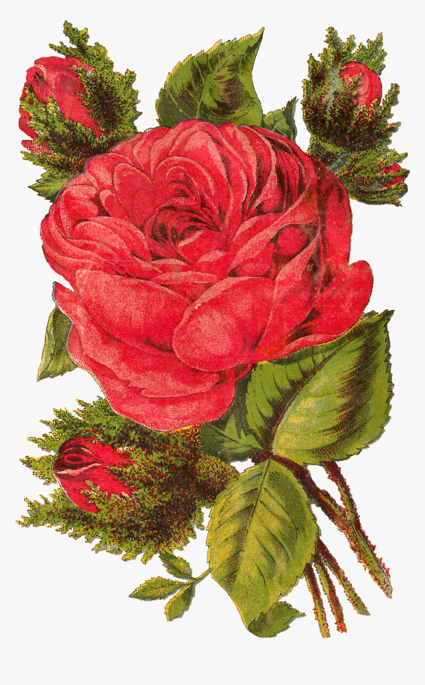 Red Rose Photo Download, HD Png Download