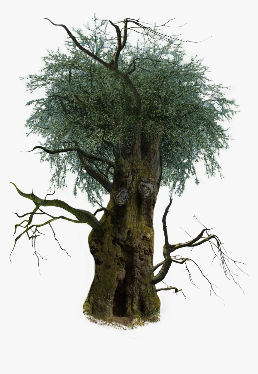 Clip Art D Trees Transprent Png Free Olive- - Oak Tree Transparent Background, Png Download