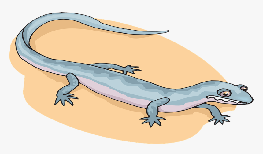 Salamander Amphibians Cartoon, HD Png Download