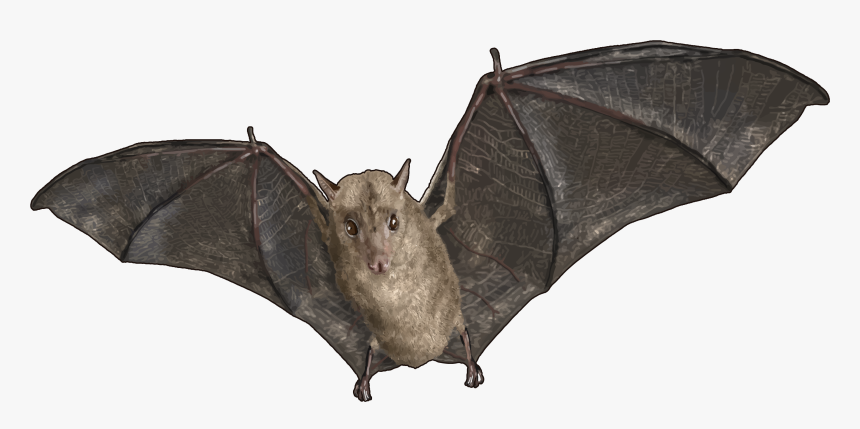 Portable Network Graphics, HD Png Download