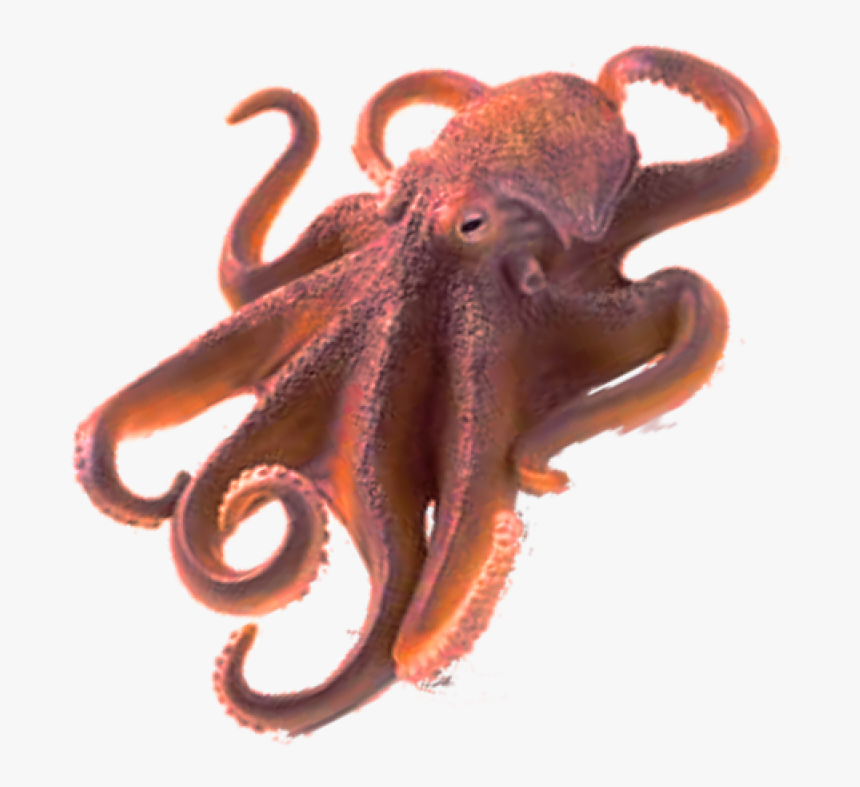 Octopus Png Image - Octopus Png, Transparent Png