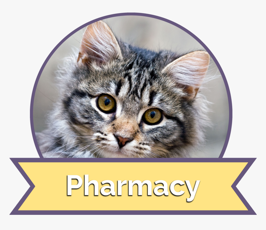 Cat Grabs Treat, HD Png Download