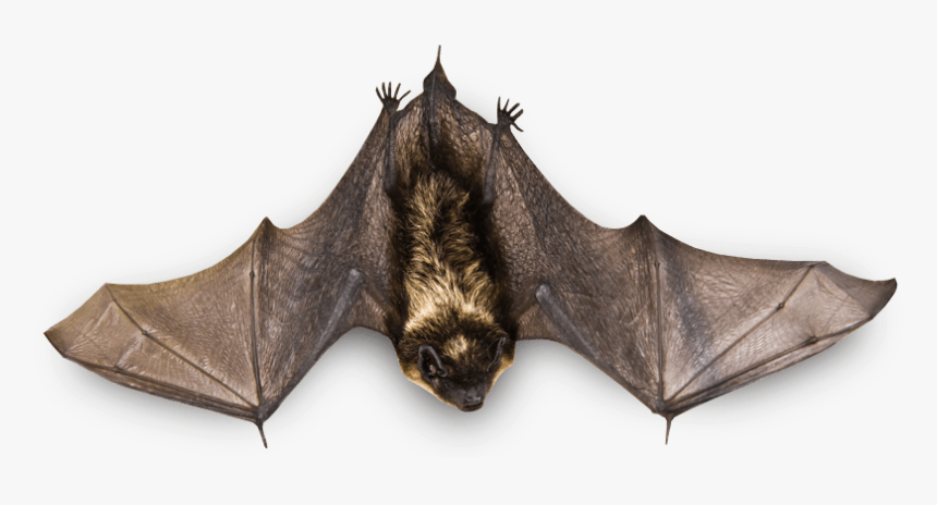 Pequeño Murciélago Volador Clipart - Real Bat Png, Transparent Png
