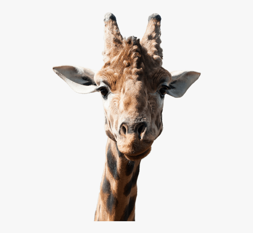 Giraffe Head Png, Transparent Png