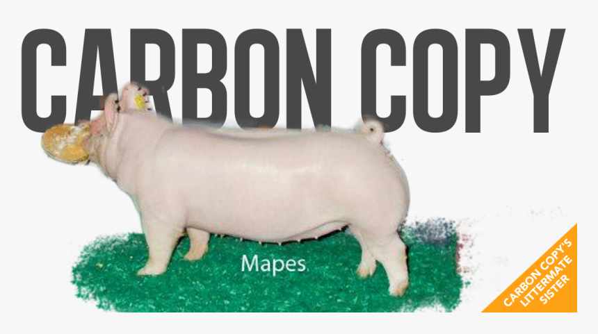 Domestic Pig, HD Png Download