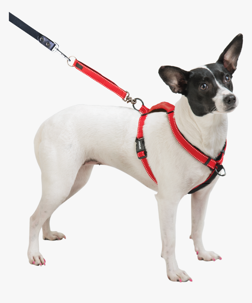 Dog Breed Toy Fox Terrier Miniature Fox Terrier Dog - Sporn Ultimate Control Harness, HD Png Download