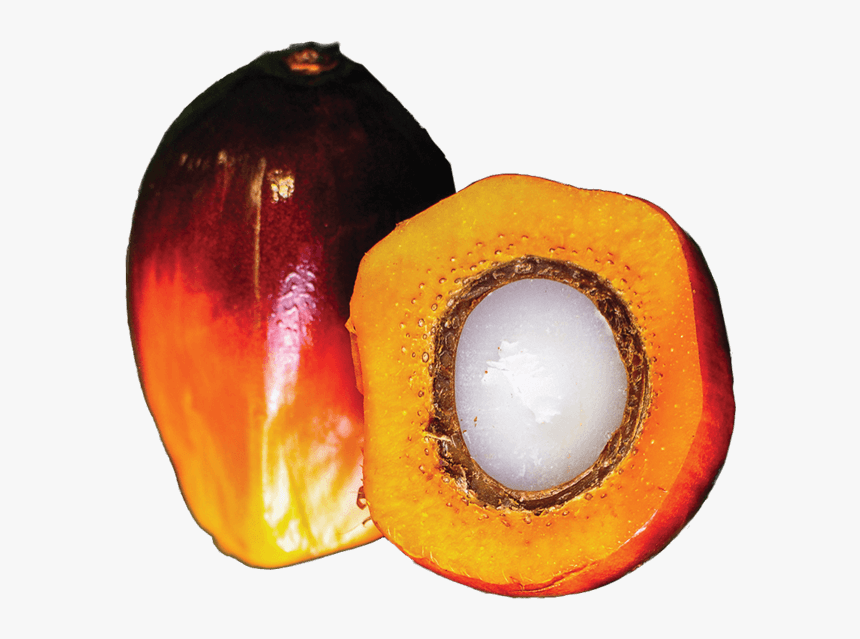 Palm Oil Plant - Calabaza, HD Png Download