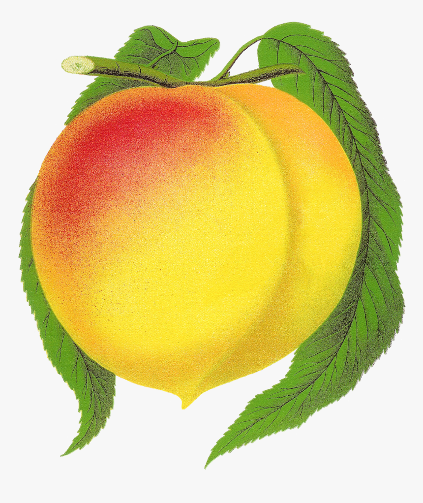 Fruit Peach Clipart New Globe Illustration Botanical - Clip Art, HD Png Download