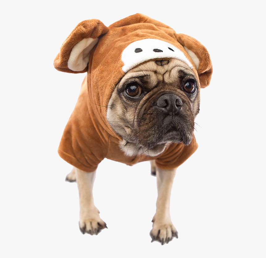 Dog Costume Transparent Png, Png Download