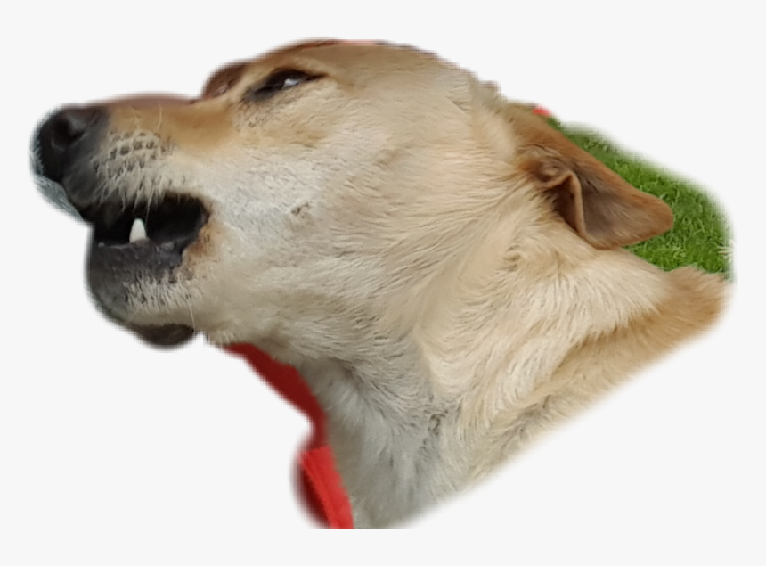 #mad #dog #silly #fun #remixit #folow - Companion Dog, HD Png Download