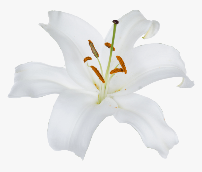 Lily, HD Png Download