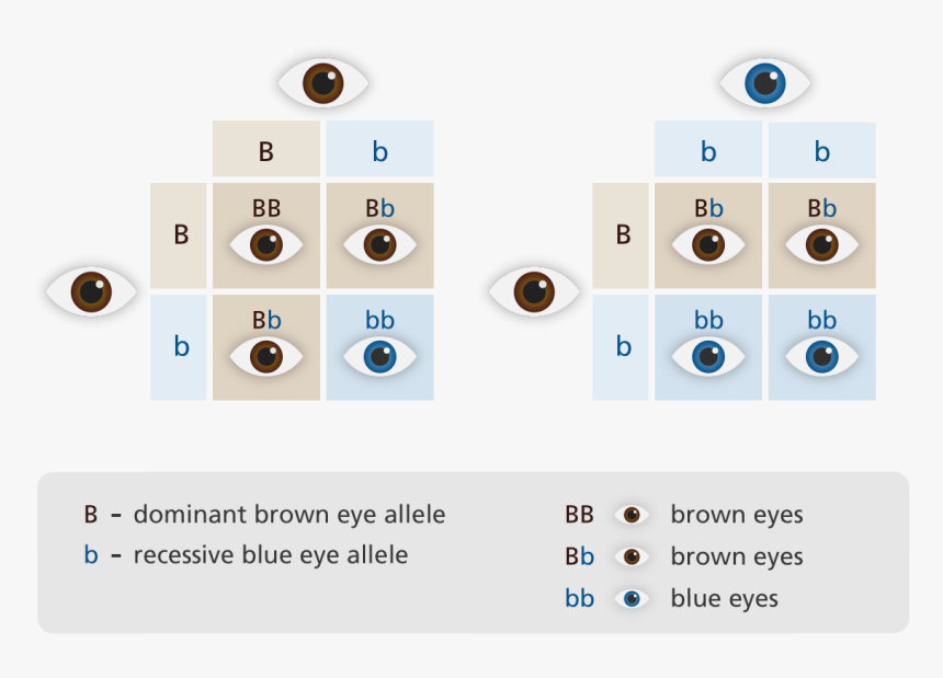 Eye Color Punnett, HD Png Download