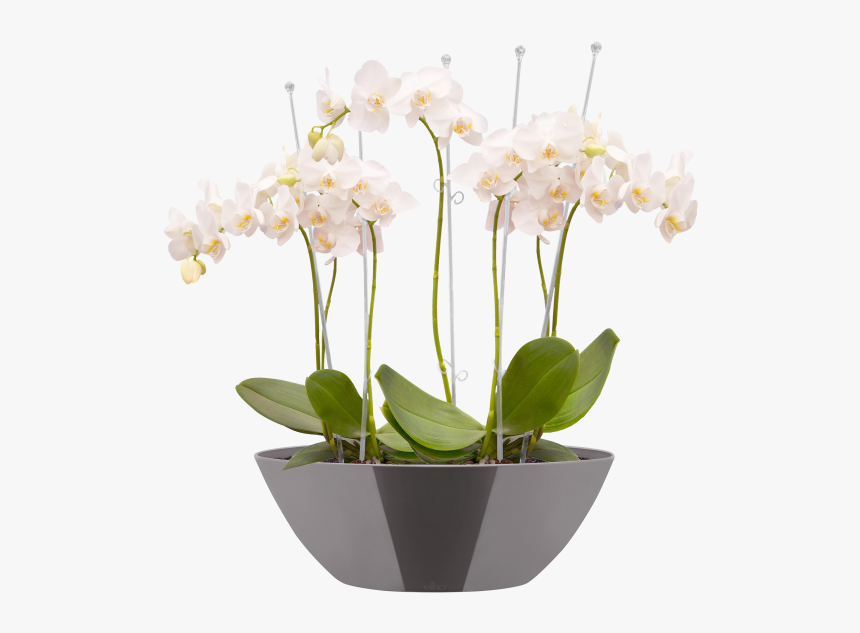 Flowerpot, HD Png Download