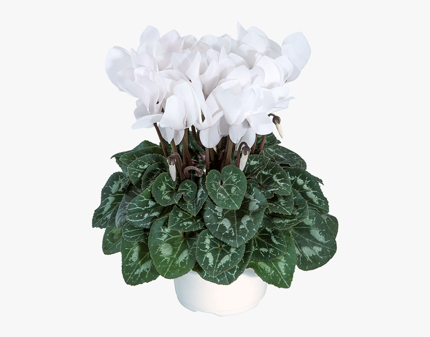 Cyclamen, HD Png Download