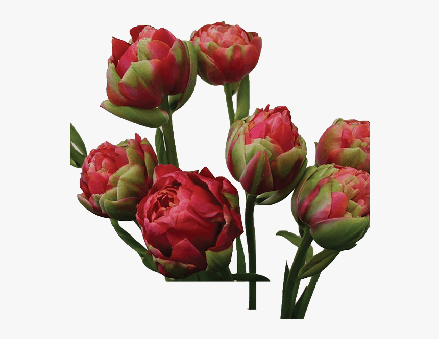 Protea, HD Png Download