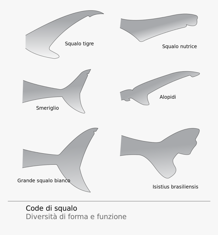 Tiger Shark Vs Nurse Shark, HD Png Download
