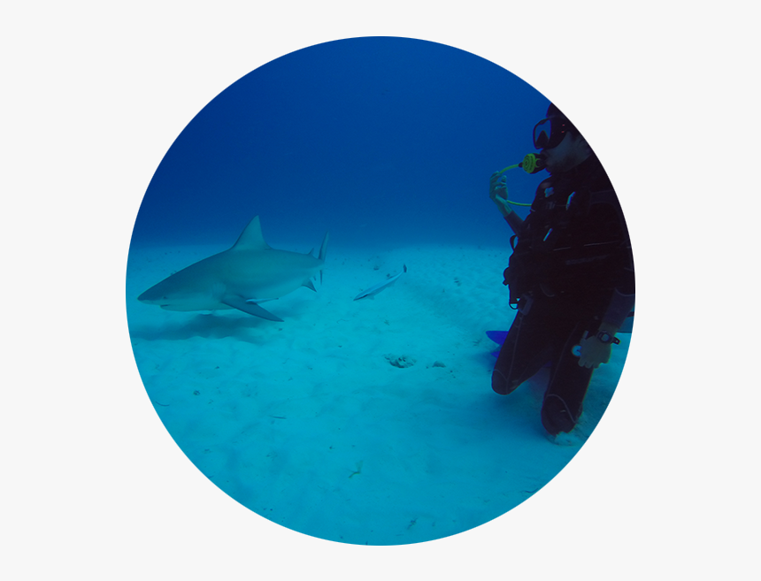 Stingray, HD Png Download