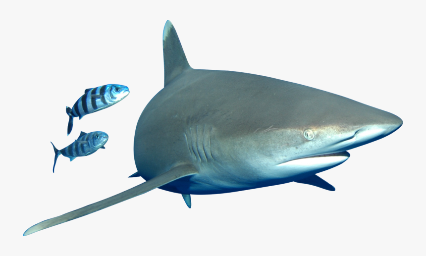 Bull Shark, HD Png Download