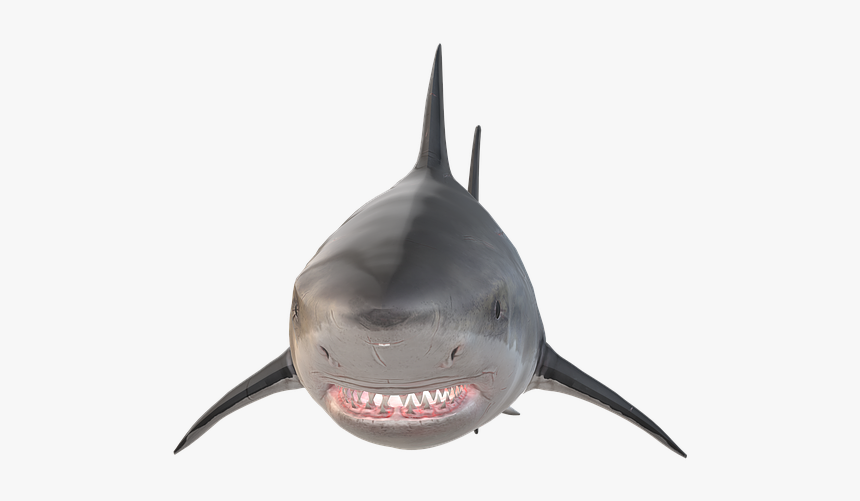 Great White Shark, HD Png Download