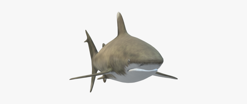 Tiger Shark, HD Png Download