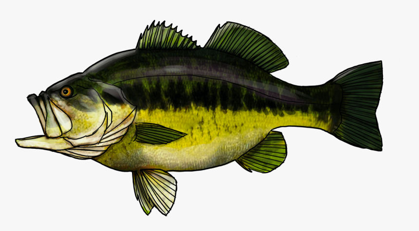 Bass, HD Png Download