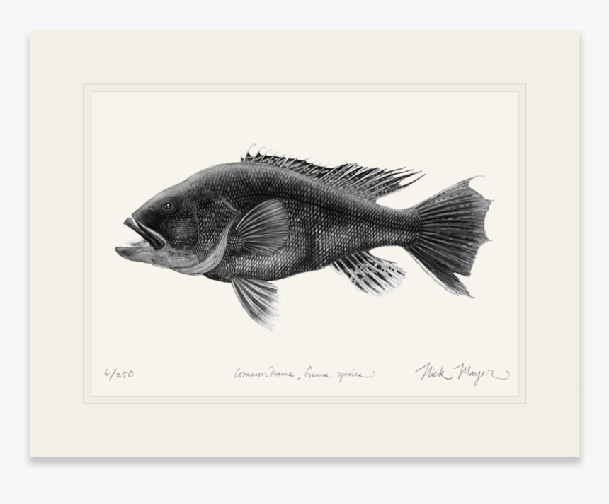 Black Sea Bass, - Bass, HD Png Download