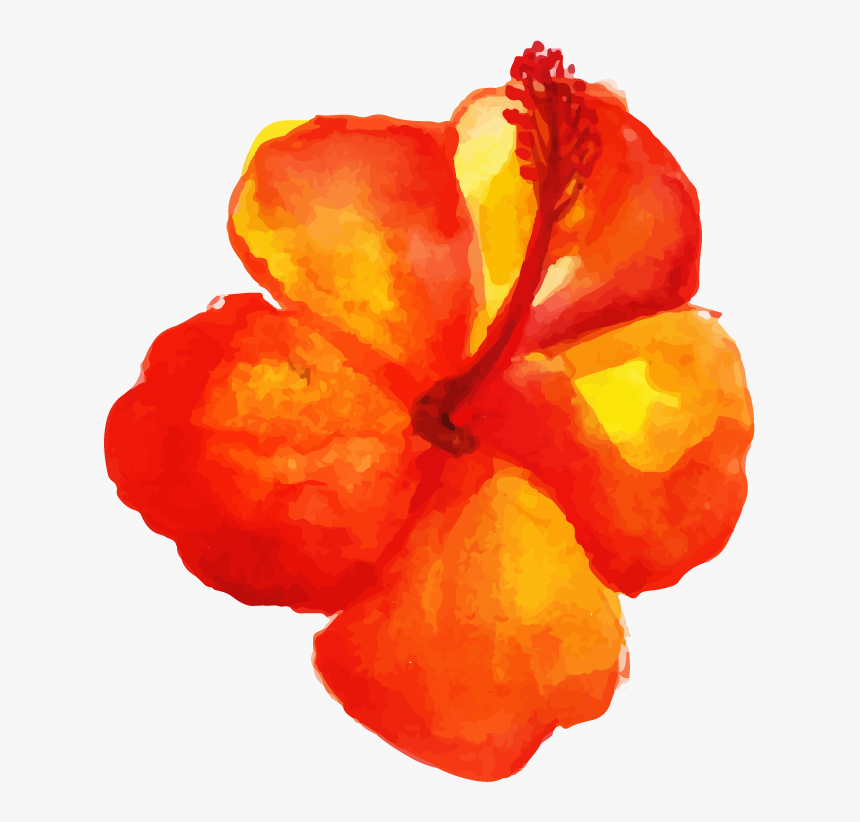 Impatiens, HD Png Download