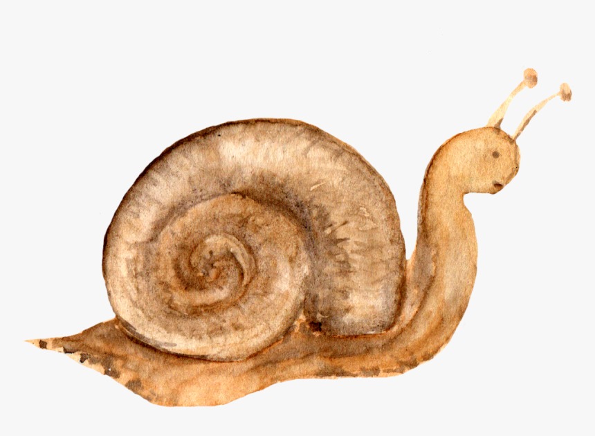 #ftestickers #watercolor #clipart #woodlandcreatures - Snail, HD Png Download