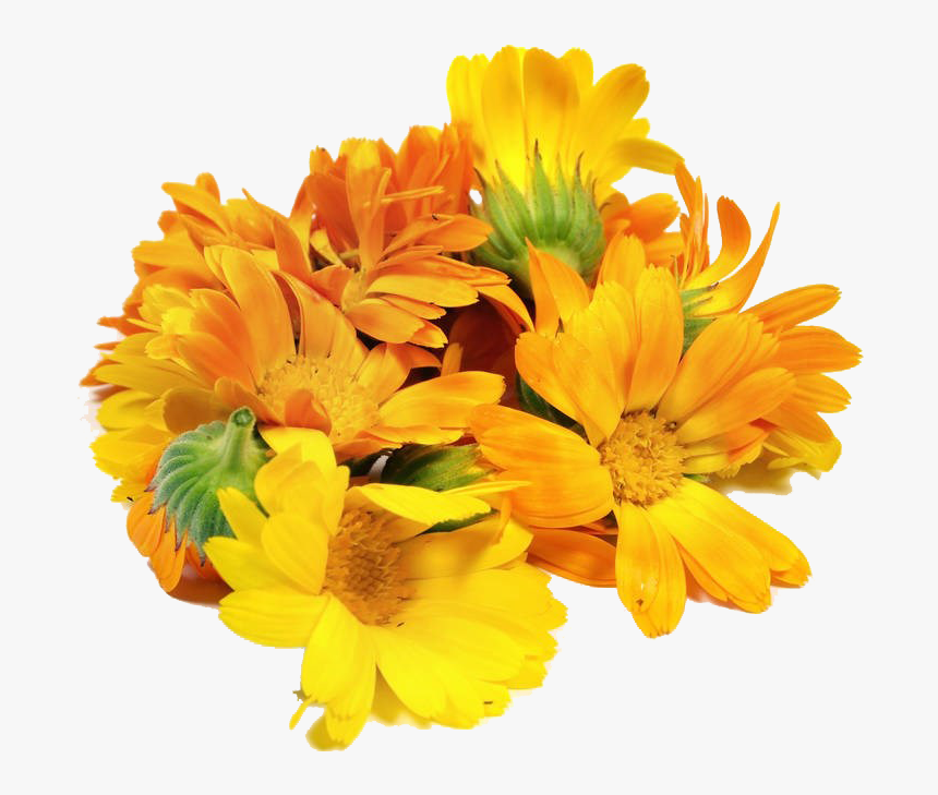 mexican marigold floral design flower calendula officinalis transparent background bunch flowers png png download transparent png image pngitem mexican marigold floral design flower