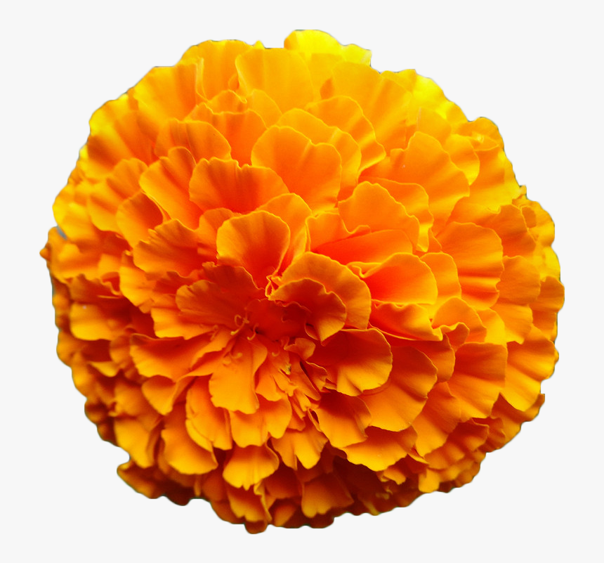 Mexican Marigold Flower Calendula Officinalis Orange - Marigold Png, Transparent Png