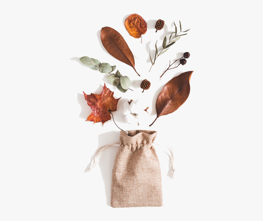 Picture - Cotton Flowers White Background, HD Png Download