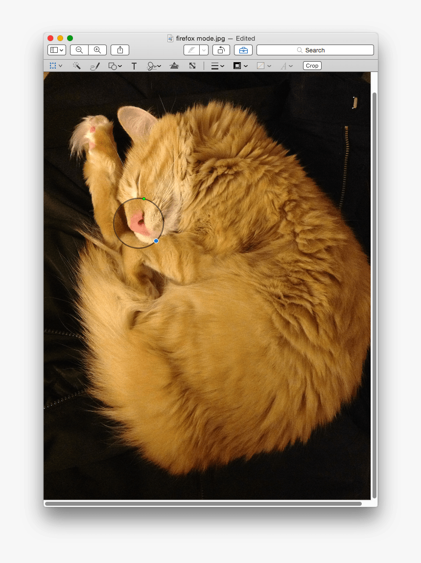 Inserted Loupe - Cat Yawns, HD Png Download