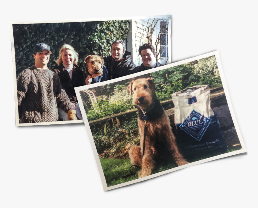 Grizzly Bear, HD Png Download