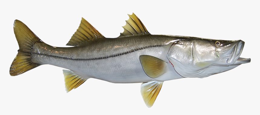 Snook - Perch, HD Png Download