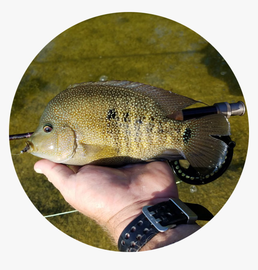 Cichlid - Circle - Pomacentridae, HD Png Download