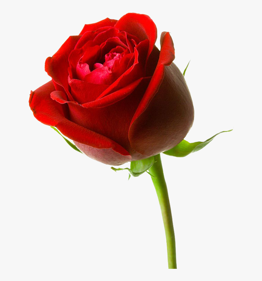 Download Mawar Merah Clipart - Gulab Ka Phool Png, Transparent Png
