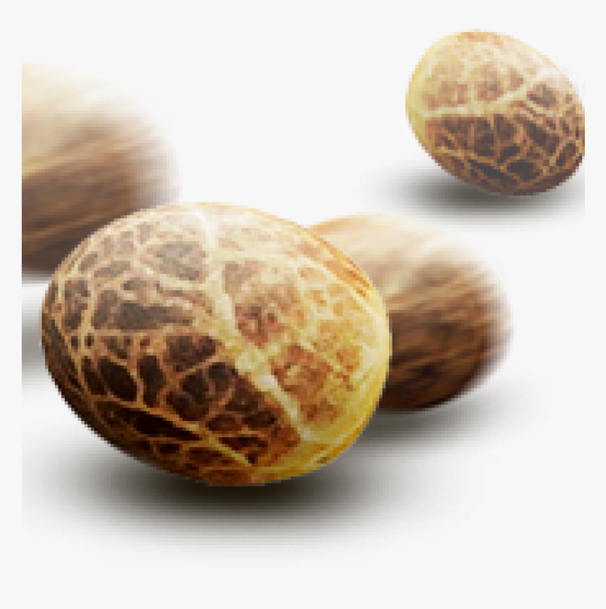Cannabis Seeds Png, Transparent Png