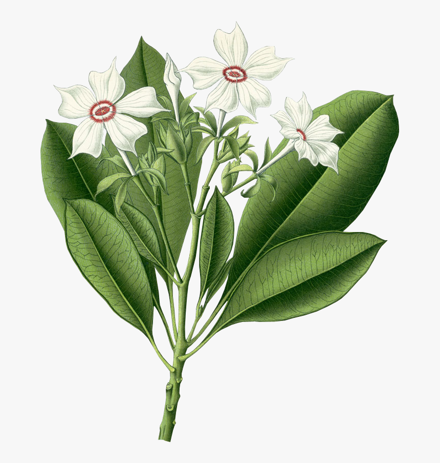 Cerbera Odollam Kernel, HD Png Download