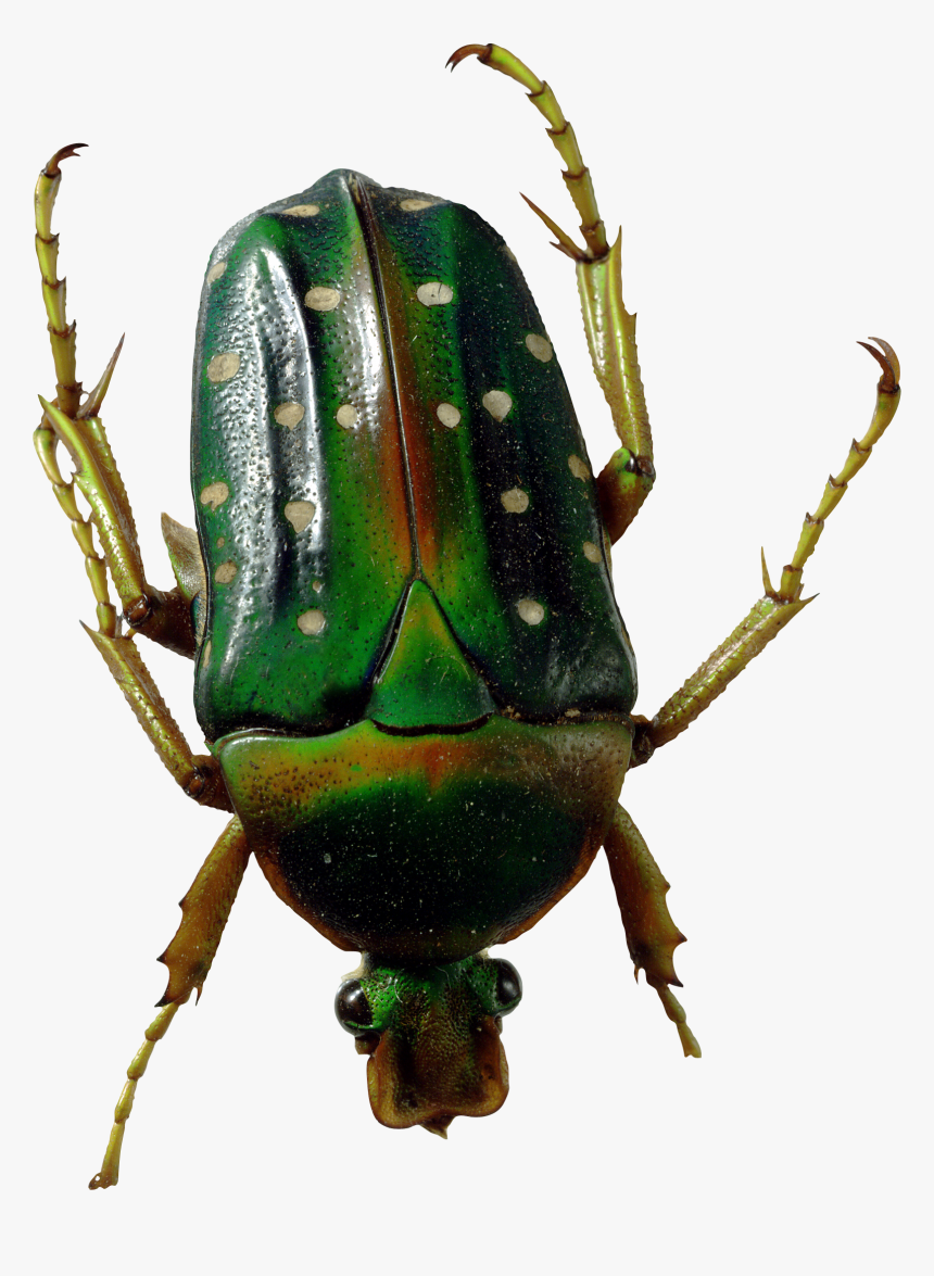 Bugs Png Clipart, Transparent Png