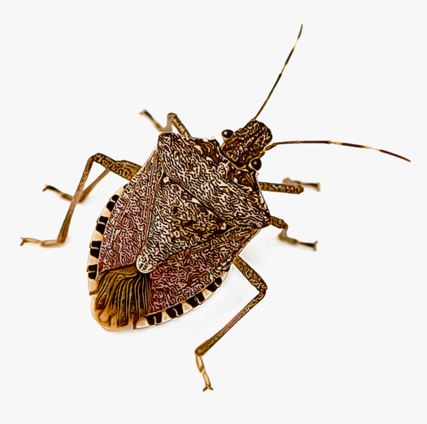 Brown Marmorated Stinkbug, HD Png Download