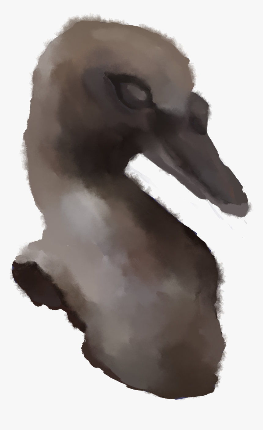 Duck, HD Png Download